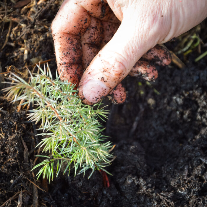 Plantation de haies dans les vignes pour un vignoble plus durable et vivant.